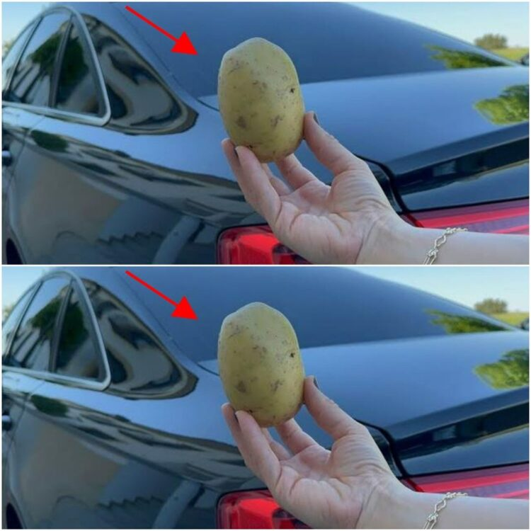 The Lifesaving Potato: An Unlikely Hero in Your Car