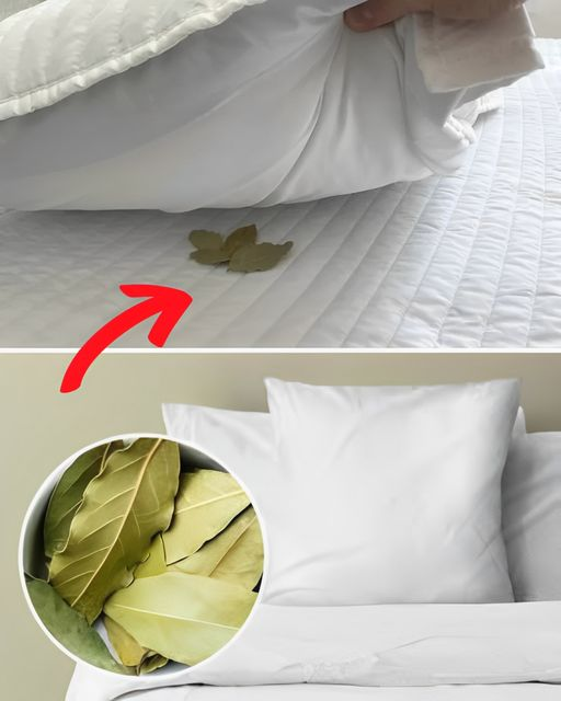 Place bay leaves under your pillow and see what happens during the night