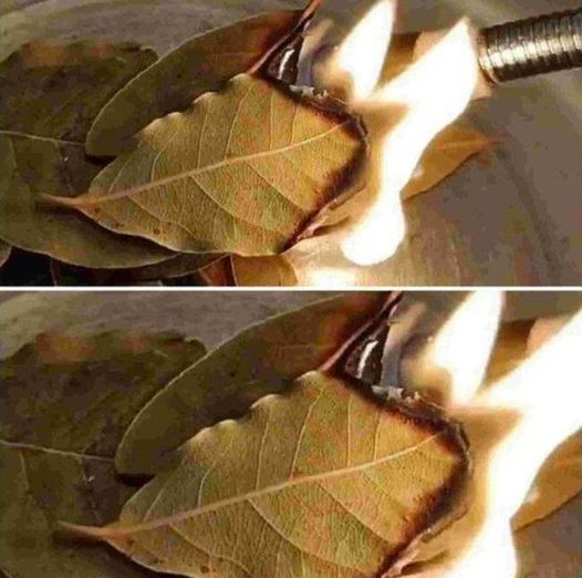 How Burning Bay Leaves Can Improve Indoor Air Quality in Unexpected Ways