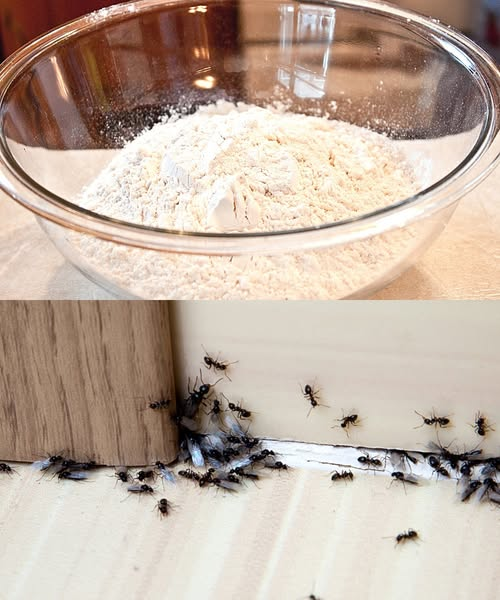 Found flying ants in my house. What should I do? How do I get rid of these pests?