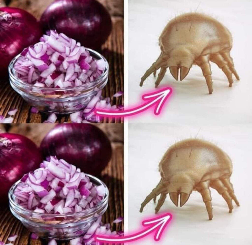 Say Goodbye to Dust Mites Forever with These Simple Tricks Using Red Onions