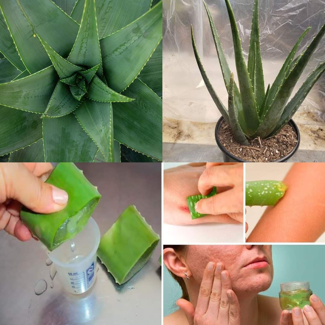 Reasons to Rub Aloe Vera on Your Face and Skin: Unlocking Aloe Vera’s Benefits for Skin Health