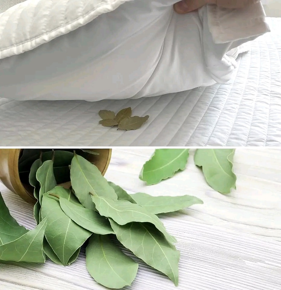 Bay leaves under the pillow that’s why you should always do it before sleeping