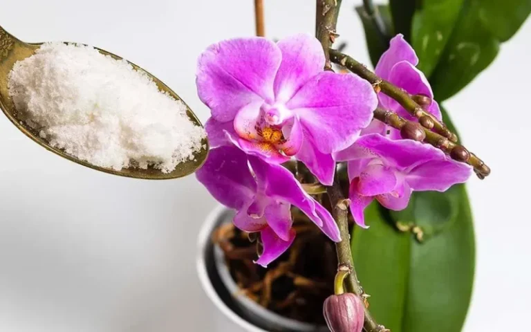 Reviving Your Orchid’s Bloom: A Guide to Using Garlic Powder