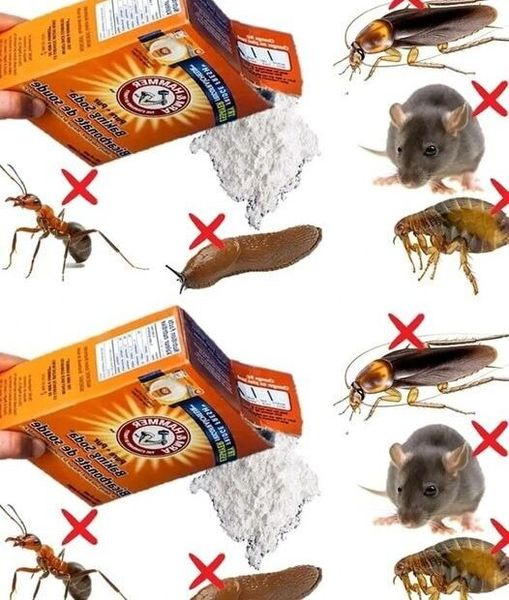 Using baking soda to keep bugs out of your home