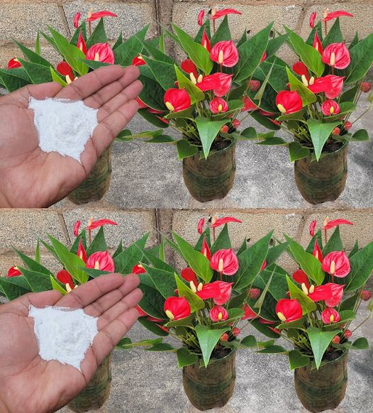 Even in the winter, you may have gorgeous plants by using this great baking soda method.