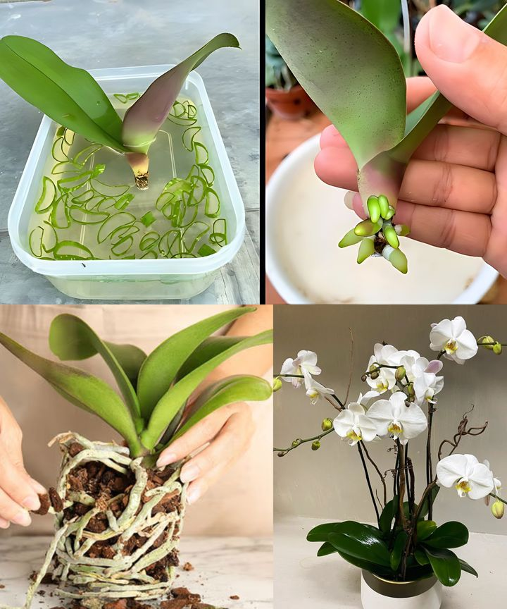 Secret Orchid Care Tips from a Master Orchid Grower