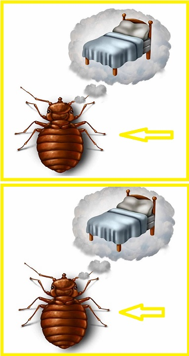 How to Quickly Eliminate Bed Bugs, Cockroaches and Other Insects in Your Home