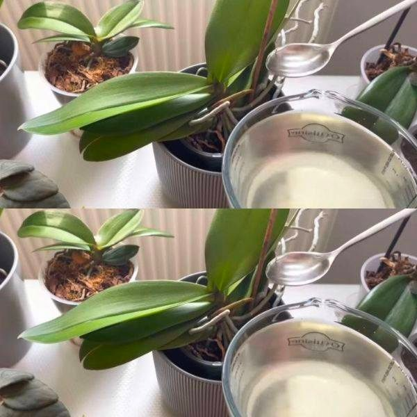 Orchids, 1 tablespoon is enough and they will bloom non-stop: very powerful fertilizer